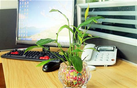 眼頭紋面相 辦公室桌上植物